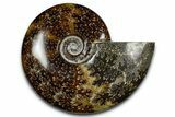 Polished Ammonite (Cleoniceras) Fossil - Madagascar #369625-1